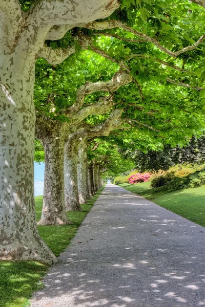 stock image Line of trees in a park