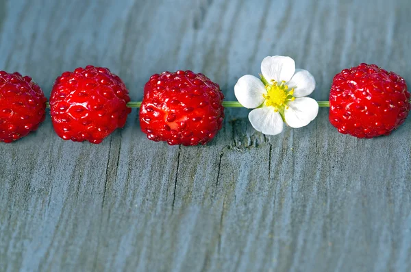 Wood strawberries with a flower — Stock Photo, Image