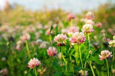 Pink clovers in the evening sunlight clipart