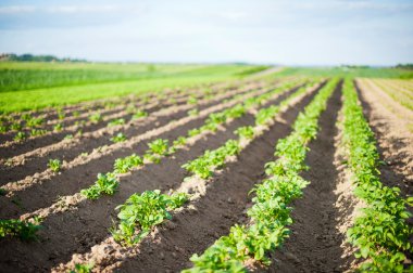 Field of growing potatoes in Poland. clipart