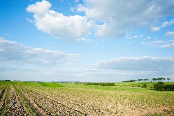 stock image Field of growing oat in Poland.