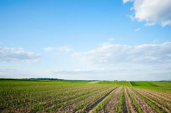 stock image Field of growing oat in Poland.