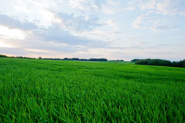 stock image Field of growing oat in Poland.