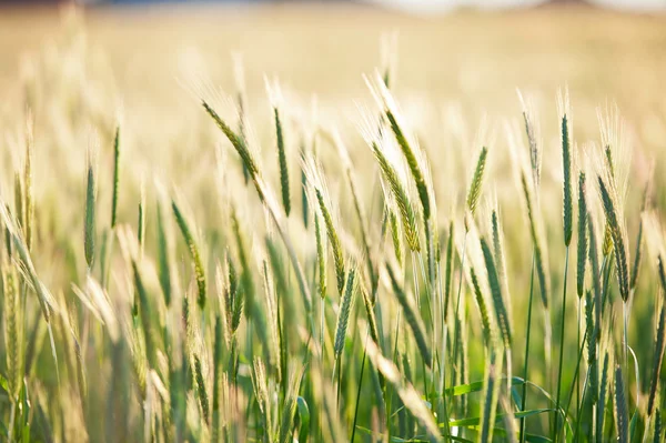 stock image Field of growing wheat in Poland.