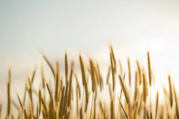 Stock image Field of growing wheat in Poland.