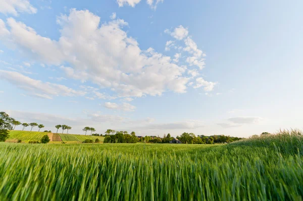 stock image Field of growing oat in Poland.