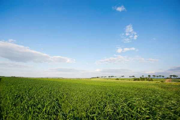 stock image Field of growing oat in Poland.