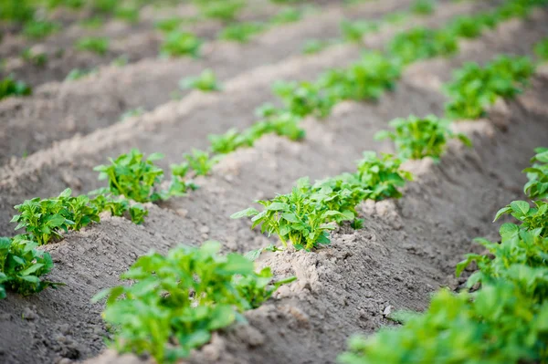 stock image Field of growing potatoes in Poland.