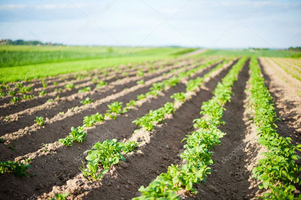 Field of growing potatoes in Poland.