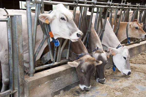 Feeding cows — Stock Photo, Image