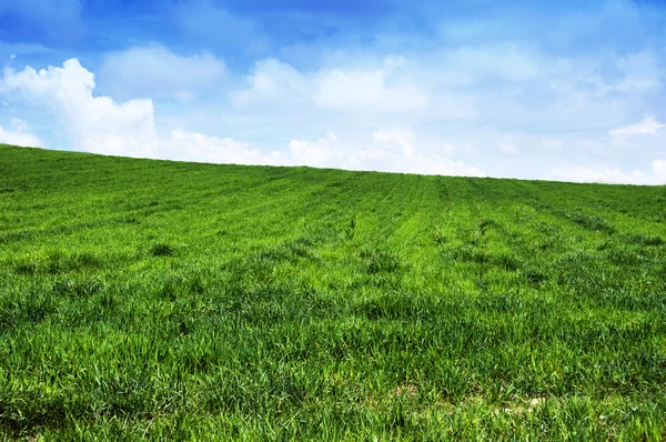 Grüne Graslandschaft — Stockfoto
