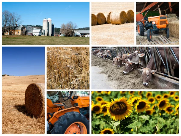 Collage agrícola — Foto de Stock