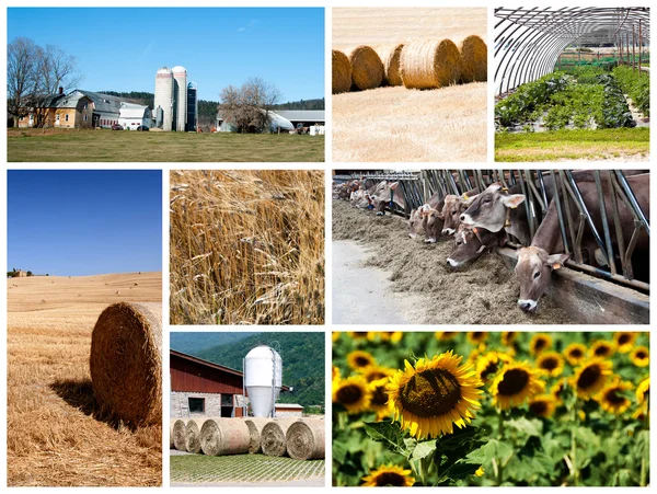 stock image Agriculture collage