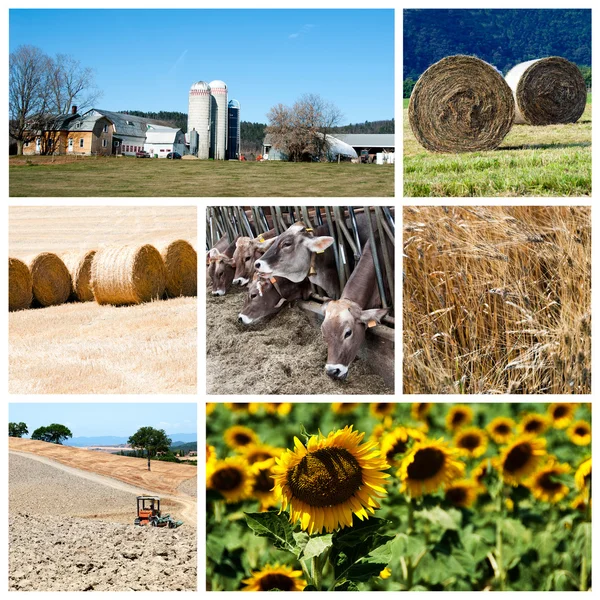 stock image Agriculture collage