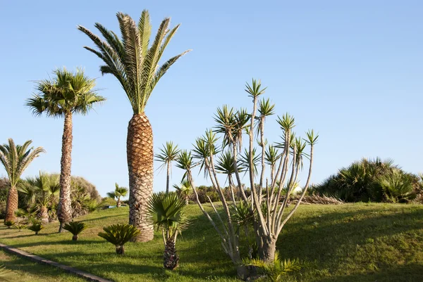 Tropischer Palmengarten — Stockfoto
