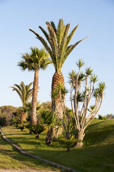 Tropikalny ogród palmowy — Zdjęcie stockowe