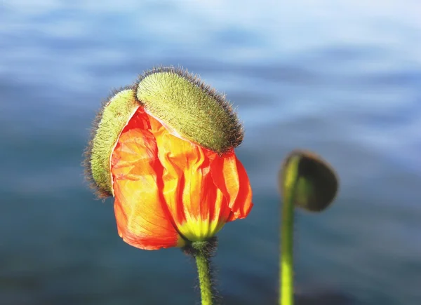 Red poppy buds on a blue water background — Stock Photo, Image
