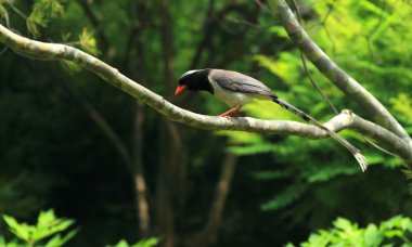 Pekin'in kuş