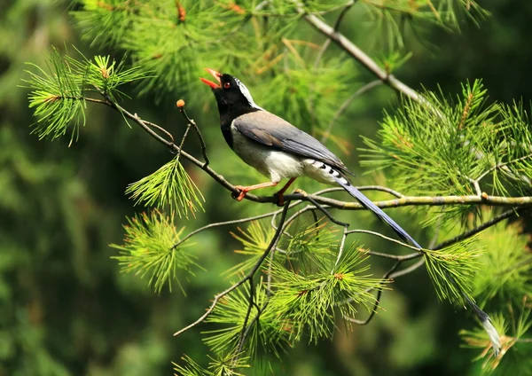 stock image Beijing's Bird