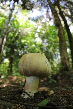Agaricus