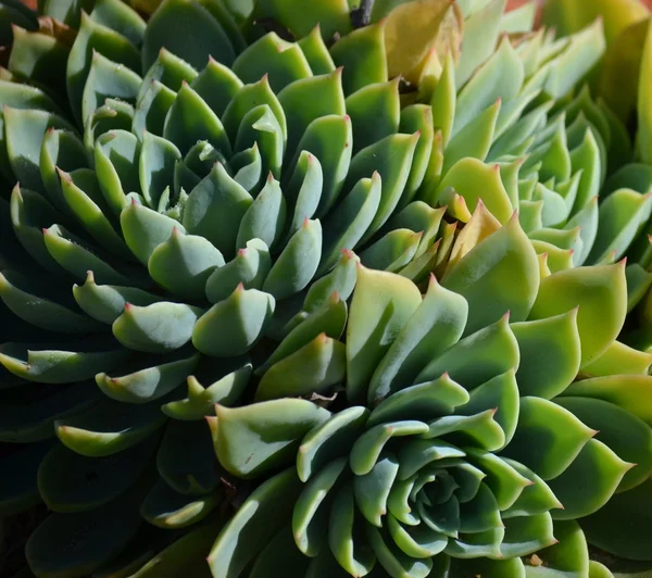 stock image Green succulent plant