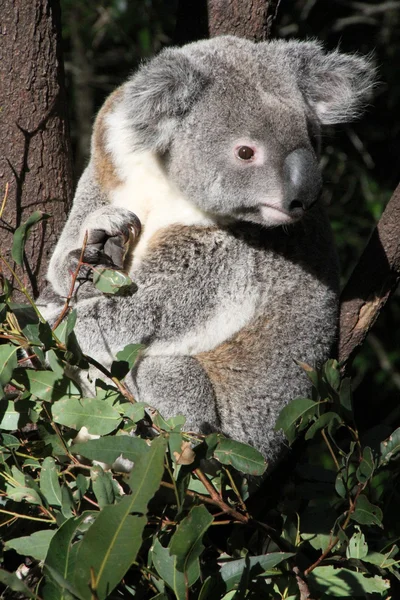 Koala australiano —  Fotos de Stock