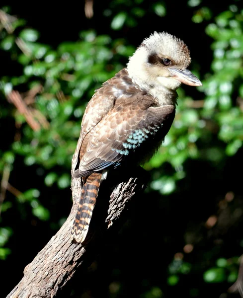澳大利亚翠鸟 — 图库照片