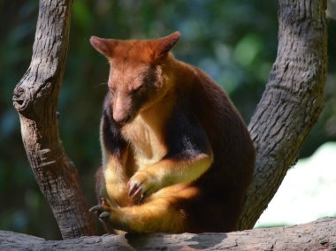 Australian Tree Kangaroo clipart