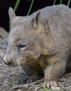 Avustralya wombat