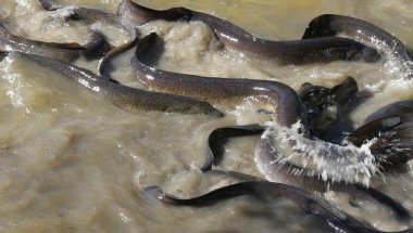 Native Australian Eels clipart