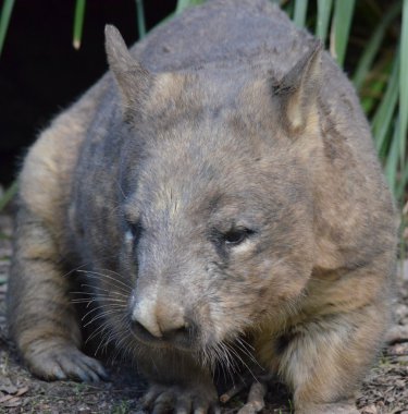 Avustralya wombat