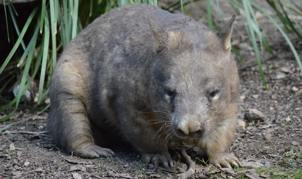 Wombat australiano — Fotografia de Stock