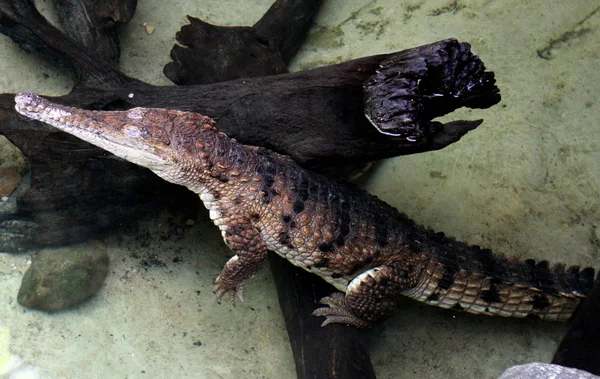 Australský sladkovodní krokodýl — Stock fotografie