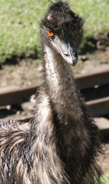 Australian Emu — Stock Photo, Image
