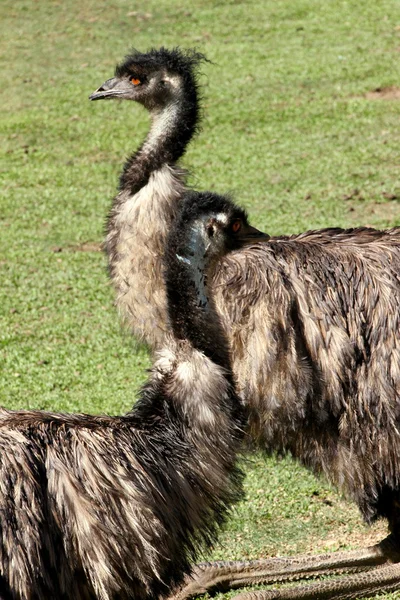 Emus australiano — Foto de Stock