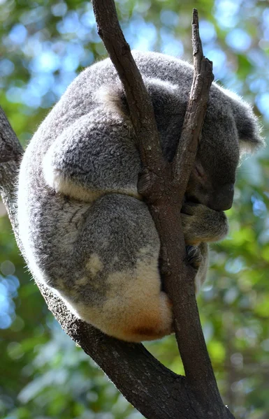 Australijskiego koala spanie — Zdjęcie stockowe