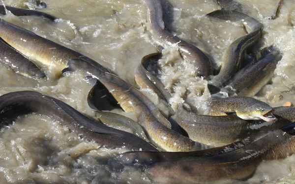 stock image Native Australian Eels