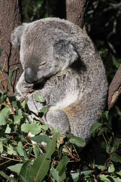 Australijskiego koala — Zdjęcie stockowe
