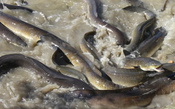 Australischer Aal Stockbild