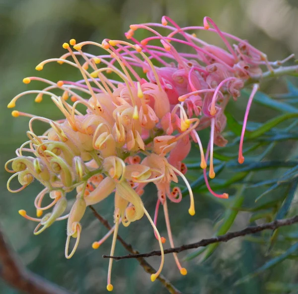 Rózsaszín és sárga ausztrál Wild Flower Stock Fotó
