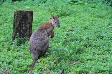 besleme wallaby