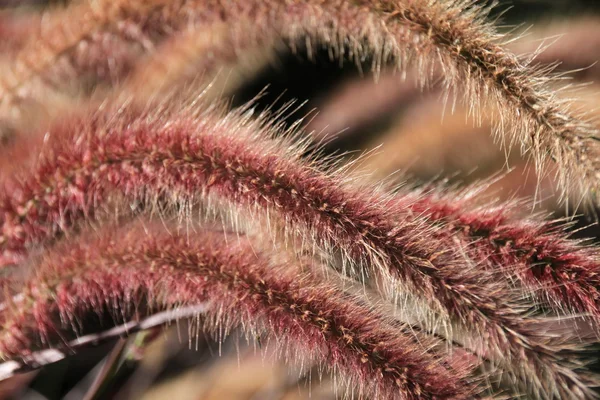 Fuzzy növény — Stock Fotó