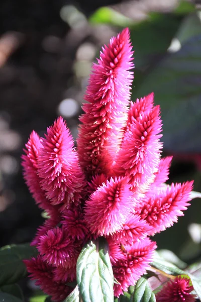Fuzzy Pink Flower — Stock Photo, Image