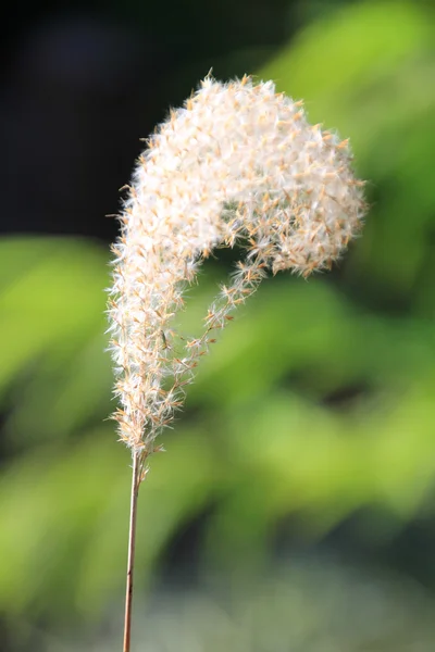 stock image Fluffy seeds