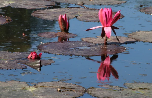 Lotus rose sur l'étang — Photo
