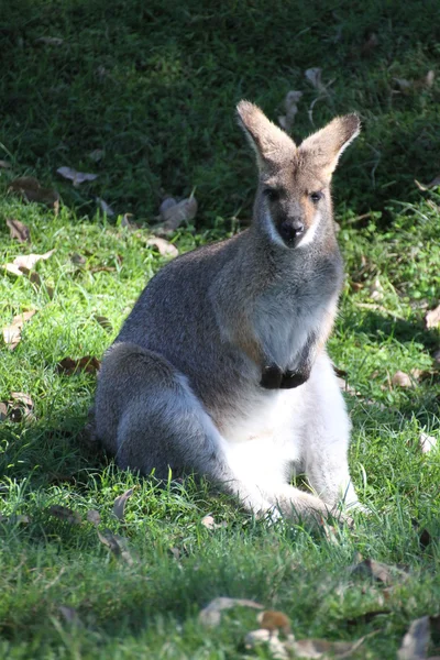 Wallaby assis — Photo