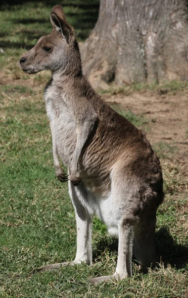 Gömmer sig i gräset澳大利亚袋鼠 — 图库照片