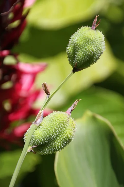 Green Flower Pods — Stock Photo, Image
