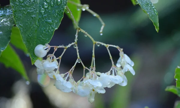 Flor blanca con gotas de agua — Foto de Stock