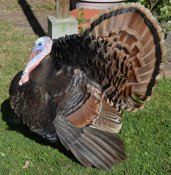 American Turkey — Stock Photo, Image